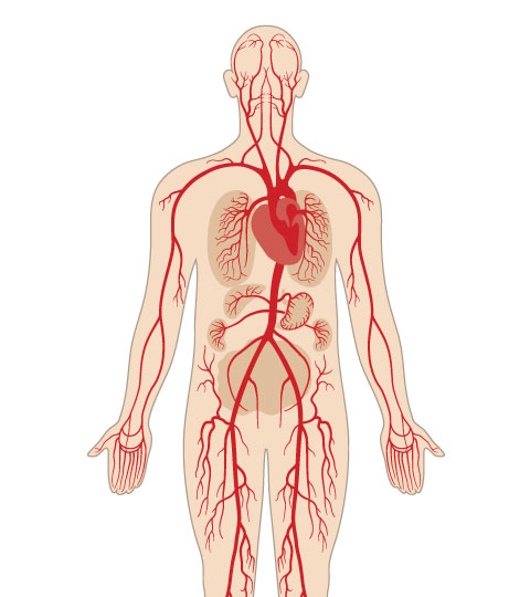 What is the difference between venous and arterial leg ulcers ...