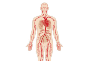The Differences Between Arterial and Venous Leg Ulcers